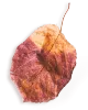 small_leaf_01 https://www.pegasusfoto.com/wp-content/uploads/2020/11/small_leaf_01.png
