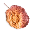 small_leaf_02 https://www.pegasusfoto.com/wp-content/uploads/2020/11/small_leaf_02.png
