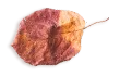small_leaf_03 https://www.pegasusfoto.com/wp-content/uploads/2020/11/small_leaf_03.png