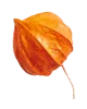 small_leaf_04 https://www.pegasusfoto.com/wp-content/uploads/2020/11/small_leaf_04.png
