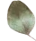 separate_leaf https://www.pegasusfoto.com/wp-content/uploads/2020/12/separate_leaf.png